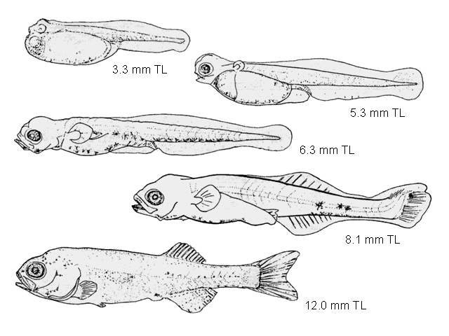 Striped bass larval development. *Scotton, L.N., R.E. Smith, N.S. Smith, K.S. Price and D.P. de Sylva, 1973. Pictorial guide to fish larvae of Delaware Bay: with information and bibliographies useful for the study of fish larvae